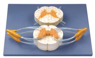 Spinal Cord with Nerve Branches
