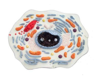 Animal Cell Model