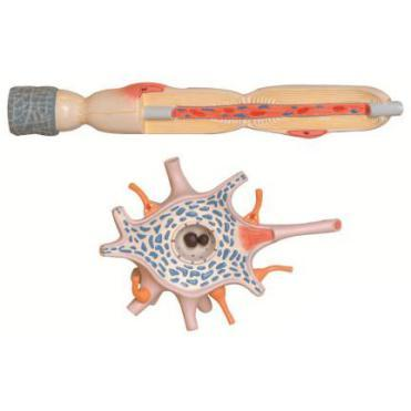 Neuron Model