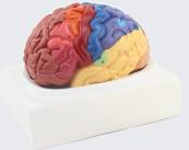 Brain Model with Funcational Region Painted