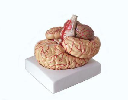 Brain Model with Artery