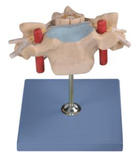 Cervical Vertebra with Spinal Cord