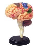 4D Brain Model