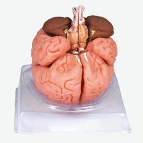 Brain Model