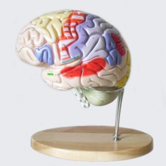Grand Brain