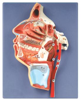 Mouth, Nose, Pharynx and Larynx with Vessels and Nerves