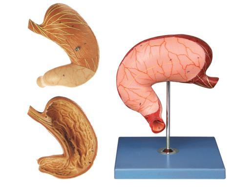 Stomach Model