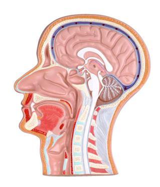 Sagittal Section of Human Head