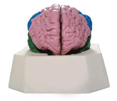 Brain Lobe Model