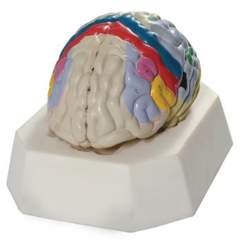 Functional Localization of Cerebral Cortex