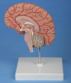 Right Brain Model