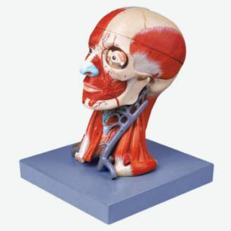 Head with Muscles
