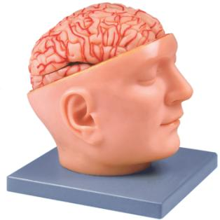 Brain with Arteries