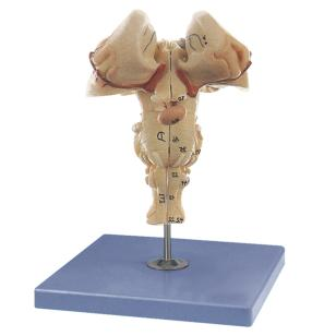 Brainstem
