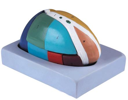 Magnified Thalamus Model