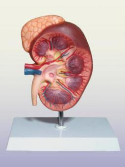 Kidney With Adrenal Gland