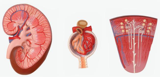 Kidney, Nephron and Glomerulus