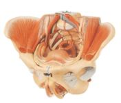 Female Pelvis with Blood Vessels and Nerves
