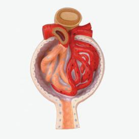Nephron