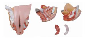 Female Genital Organ