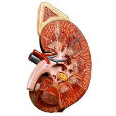 Deluxe Kidney with Adrenal Gland