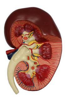 Kidney Model