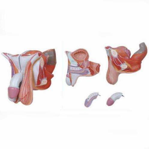 Male Genital Organs