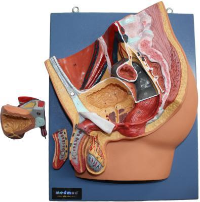 Median Section of Male Pelvis