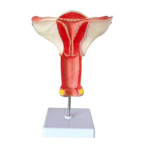 Female Interal Genital Organ