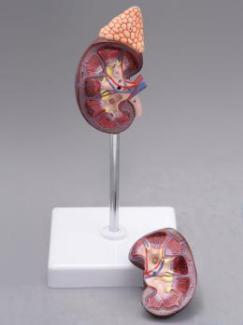 Kidney Model-1