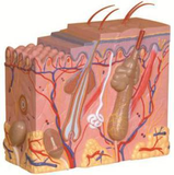 Skin Block