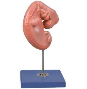 Embryo