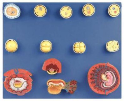 Human Fertilization and Intermediate Embryogeny