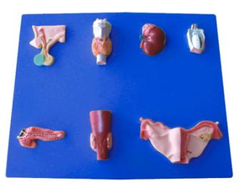 Endocrine Organ Model