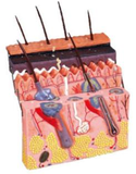 Skin Section
