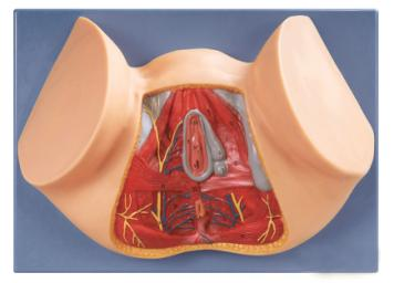 Female Perineum Anatomy