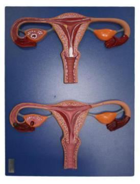 Fertilization Process Simulator