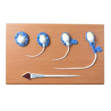 Spermiogenesis Model