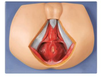 Male Perineum Anatomy