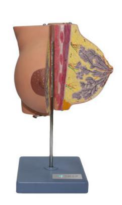 Mammary Gland in Resting Period