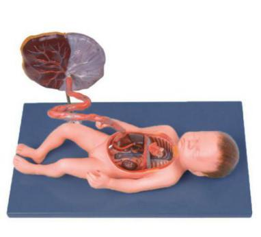 Fetal Circulatory System