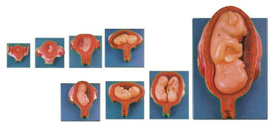 Embryonic Development