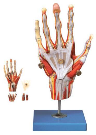 Hand with Main Vessels and Nerves