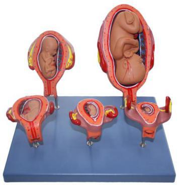 Fetus Development Model