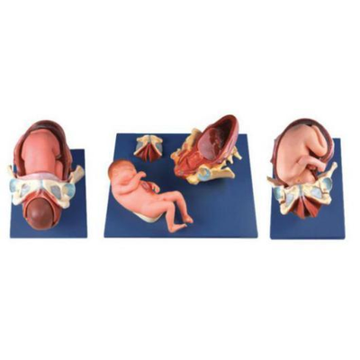 Demonstration Model of Childbirth