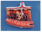 Enlarged Model of Placenta