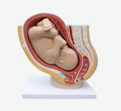 Pelvis with Uterus in the Ninth Month Pregnancy