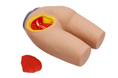 Buttocks Intramuscular Injection & Anatomic Structure Simulator