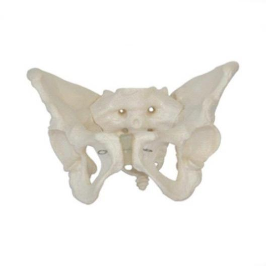 Female Pelvis