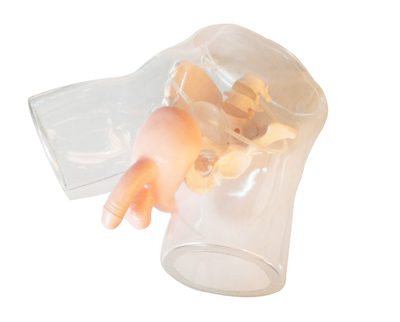 Transparent Male Catheterization Simulator